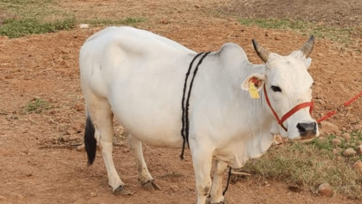 কুলাউড়ায় গরুর শিংয়ের আঘাতে কৃষকের মৃত্যু