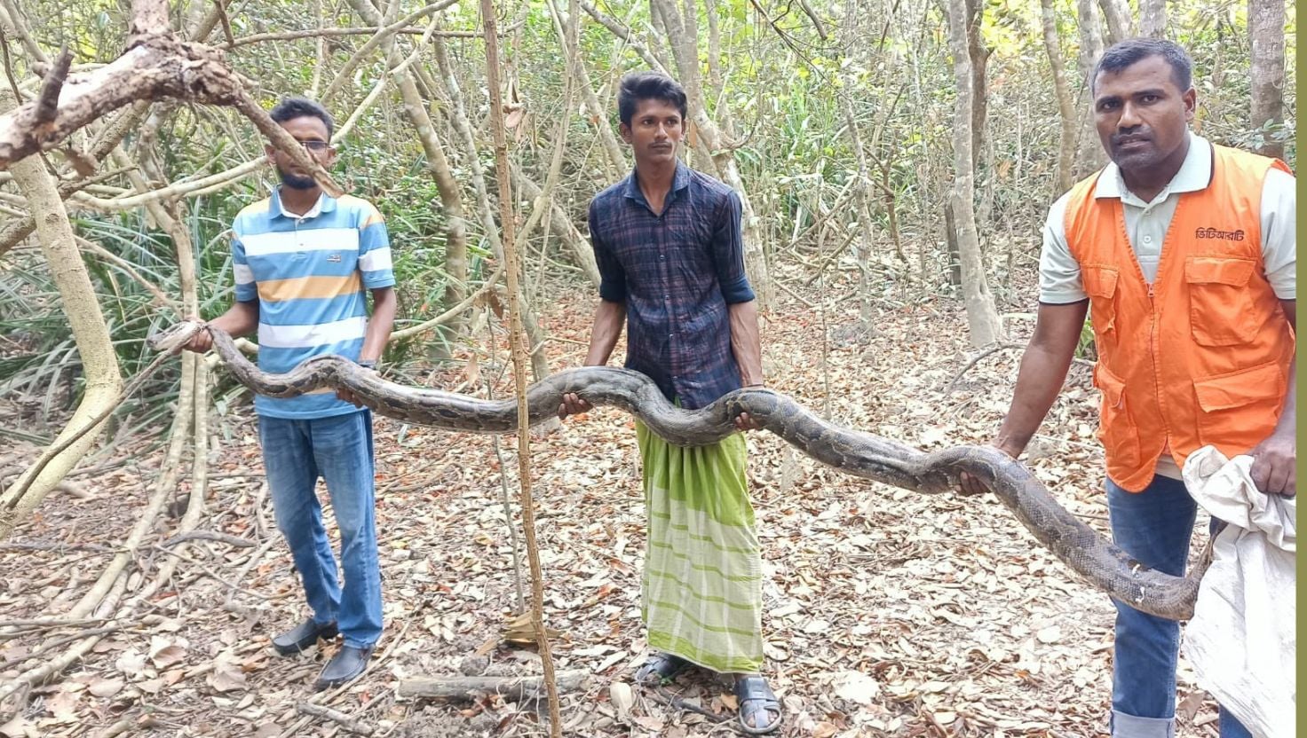 শরণখোলার বনে ১৫ ফুটের অজগর অবমুক্ত