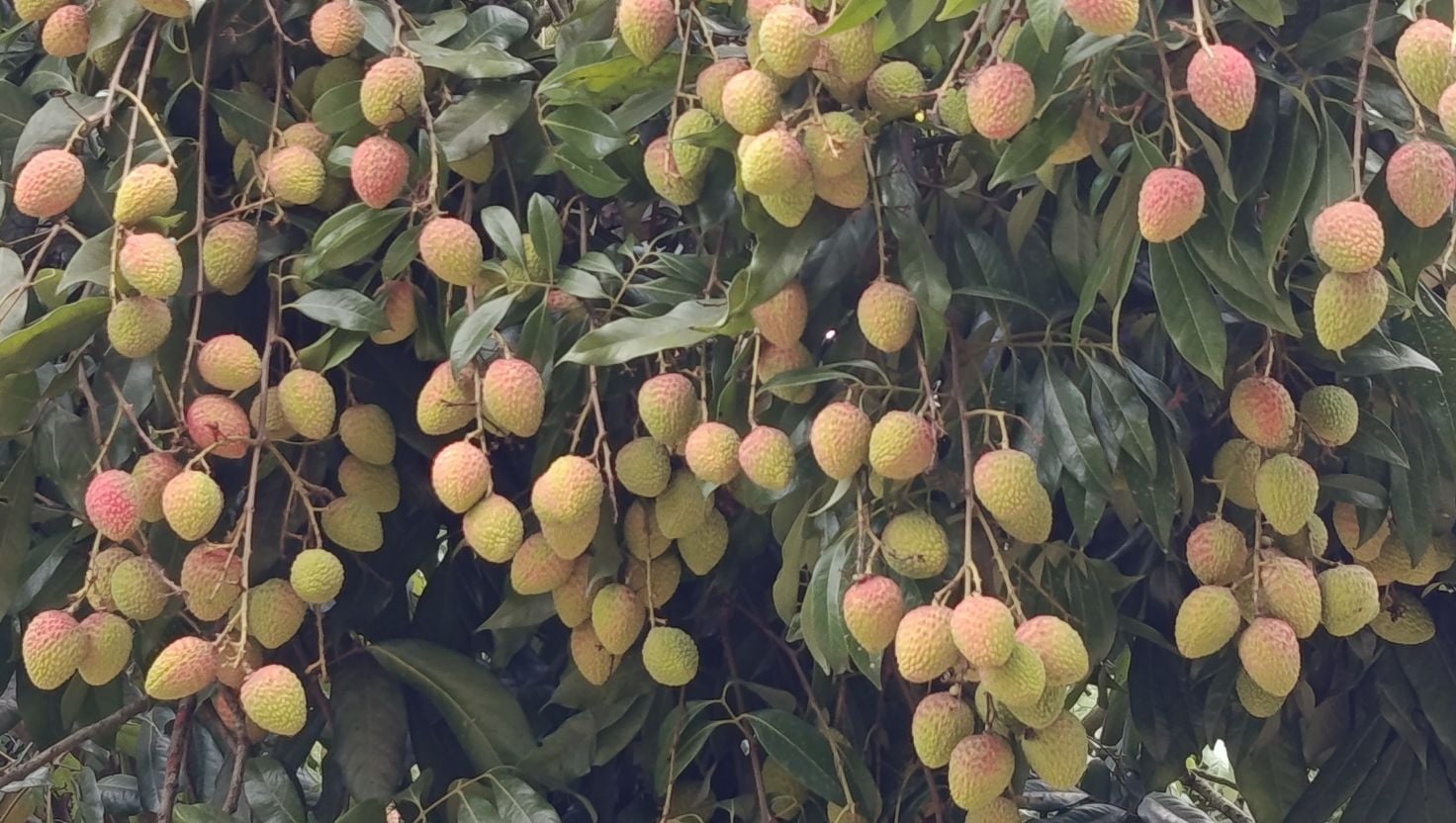 বাগাতিপাড়ার বাতাসে লিচুর মিষ্টি সুবাস, চাষিদের আশা বাম্পার ফলনের