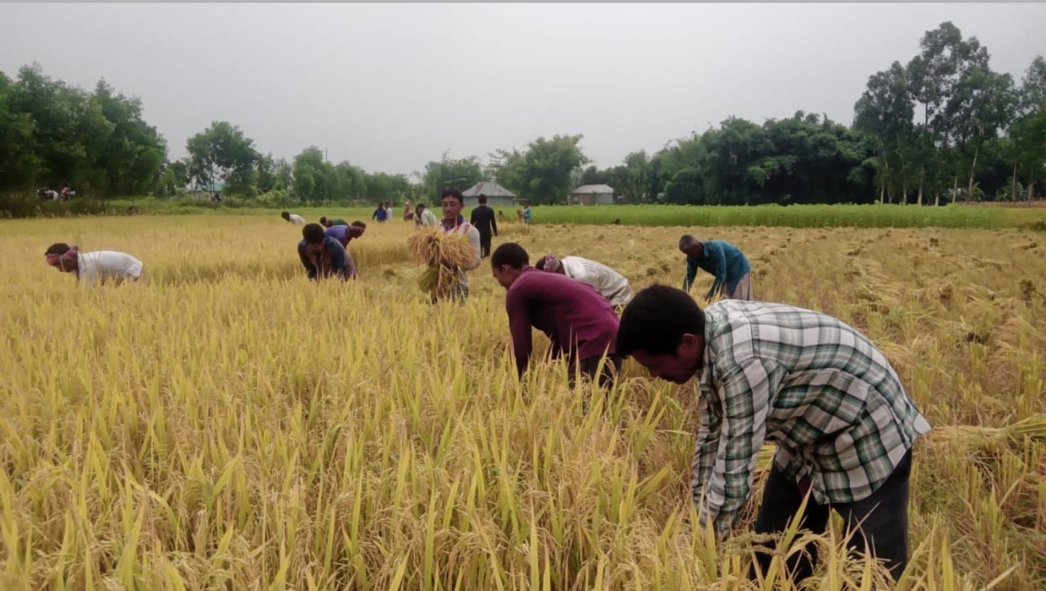 নীলফামারীতে ইরিধানের বাজারে ধস, সস্তায় স্বপ্ন বিকিয়ে দিচ্ছেন কৃষক