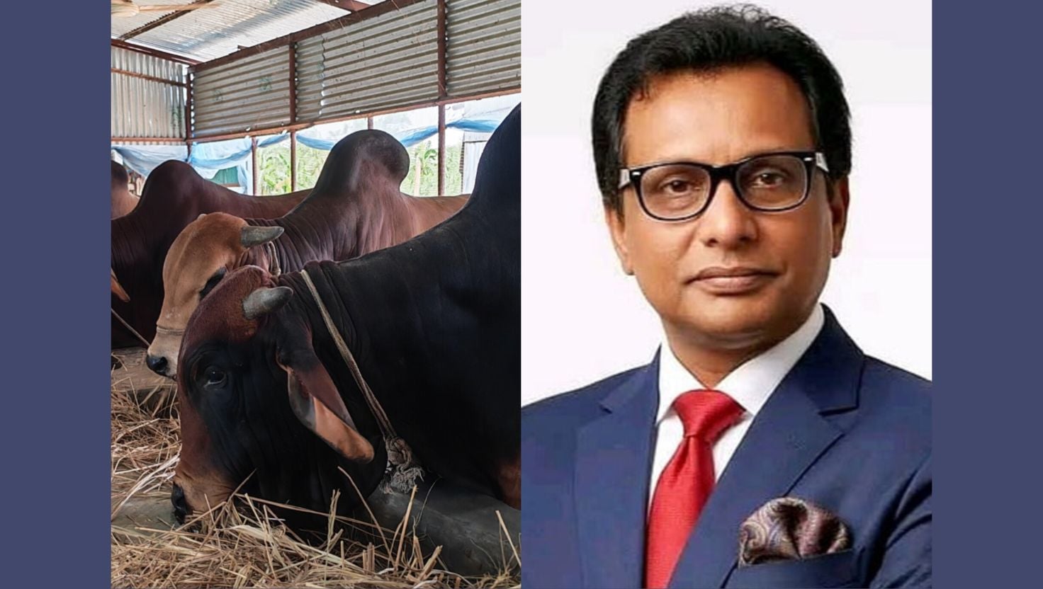 কোরবানির ঈদে গরুর ব্যবসা করতে চান কুমিল্লার এমপি