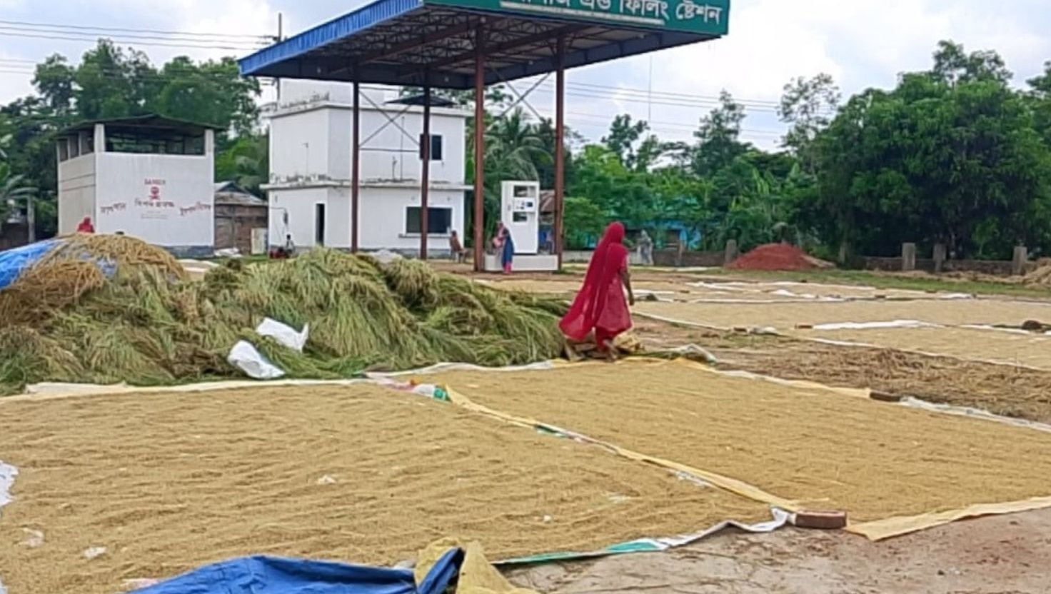 শ্রীপুরে গ্রাহক সংকটে পাম্প, ধান শুকাচ্ছেন কৃষকরা