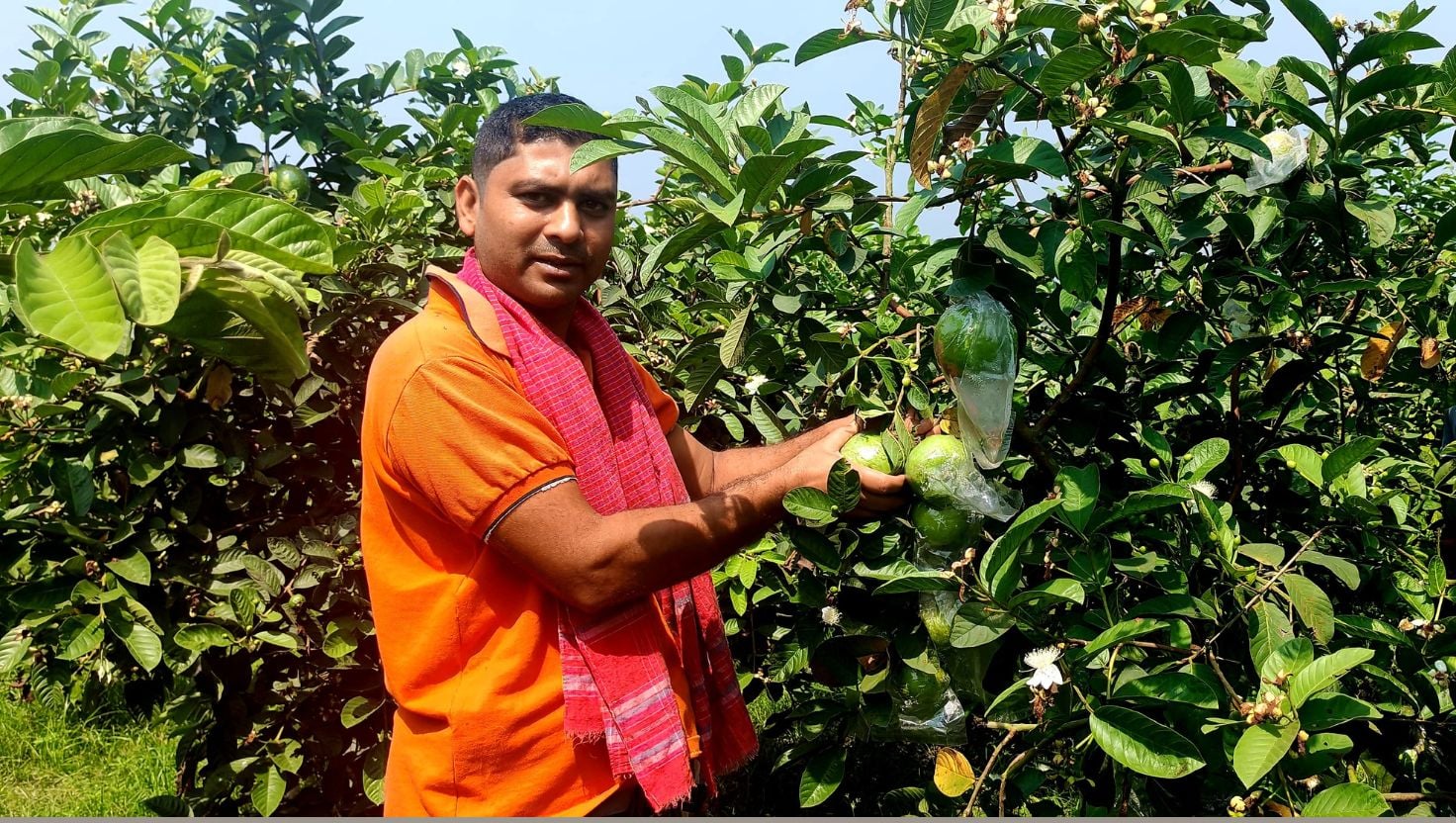 পলাশবাড়ীতে চকচকে সবুজ পেয়ারা বদলে দিয়েছে জীবন