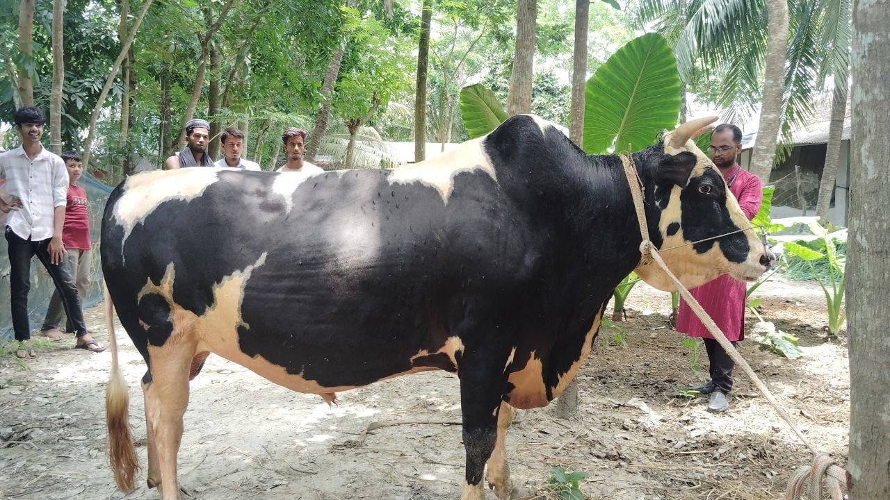 মহিপুরে নজর কাড়ছে ১৬ লাখ টাকার দুটি কোরবানির ষাঁড়