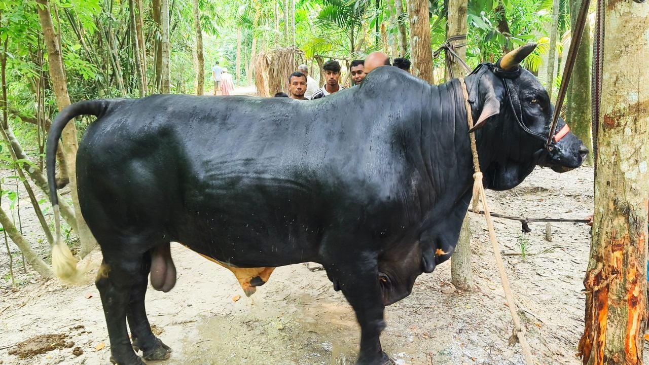 বরিশালে বৃহৎ আকৃতির কোরবানির গরু দেখতে মানুষের ভিড়