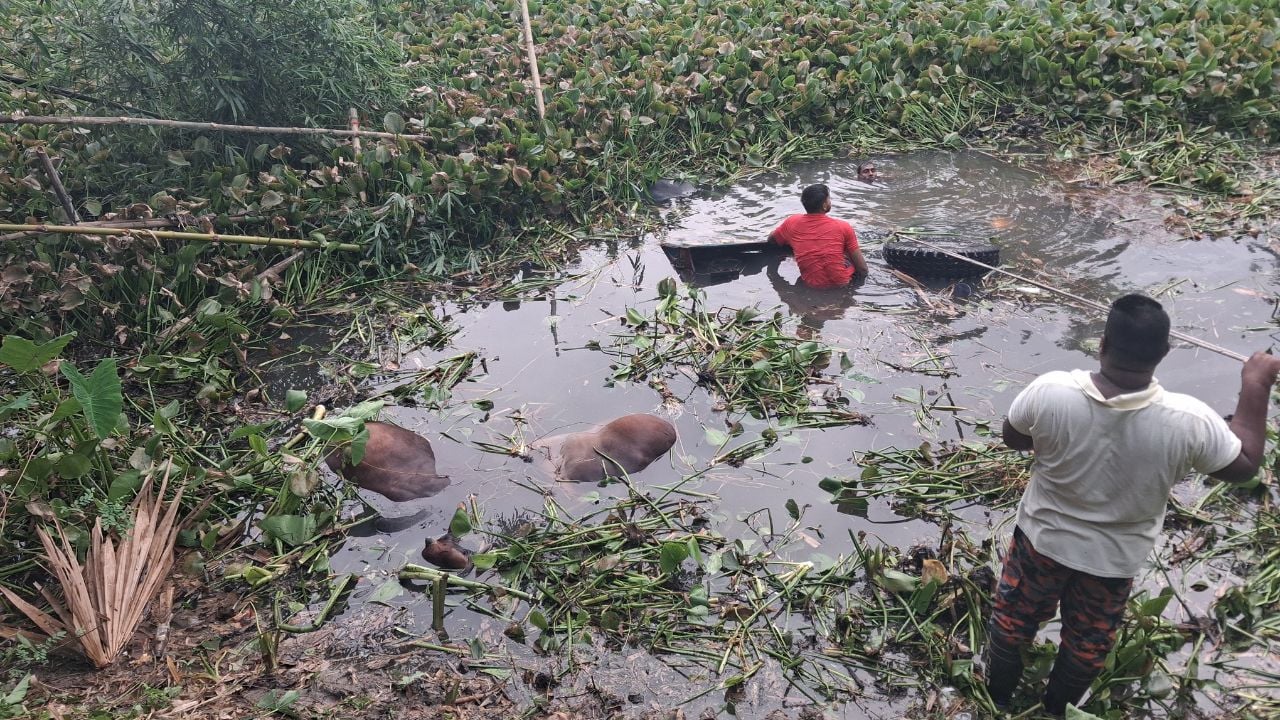 পানিতে ভেসে উঠল ৪ গরুর মৃতদেহ, বেপারিদের করুণ কান্না