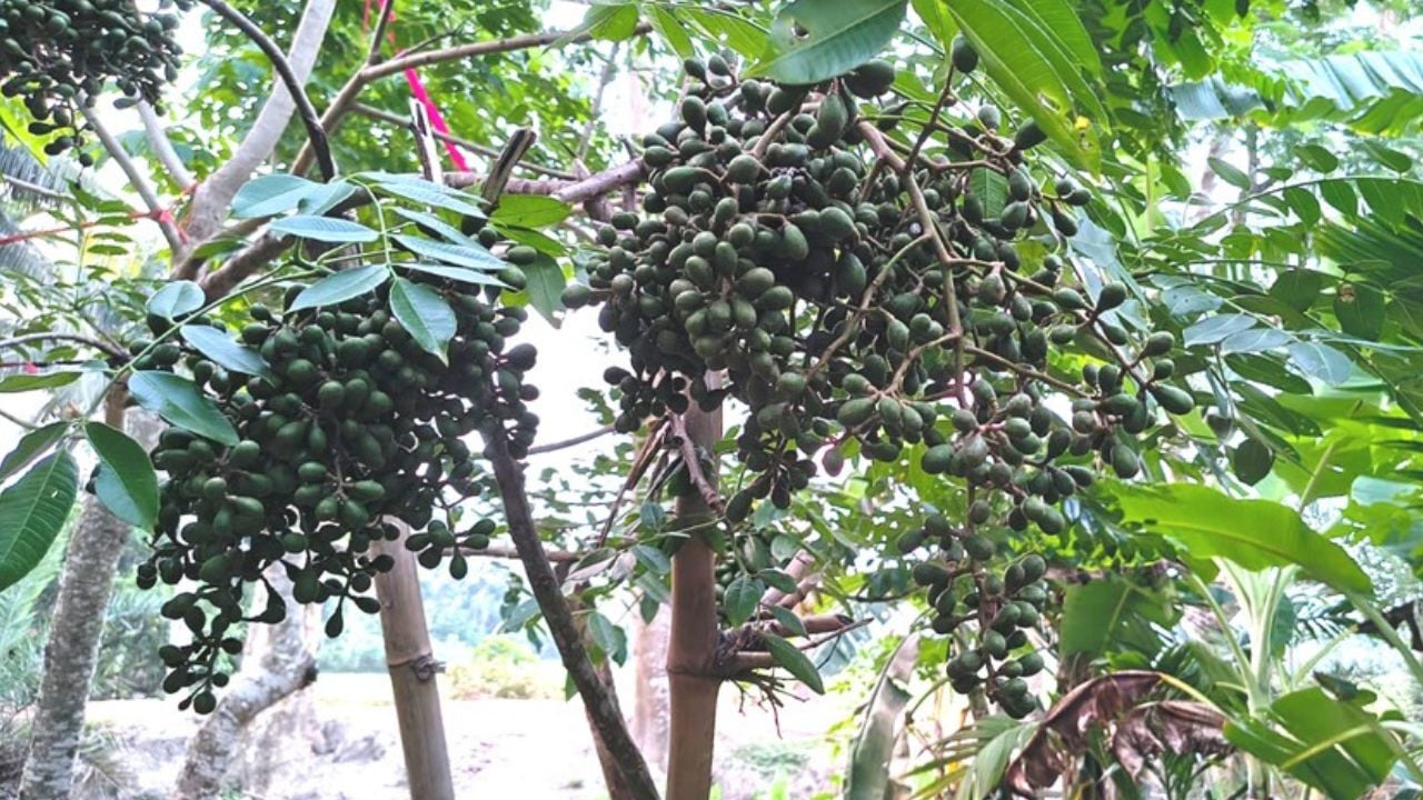 হাজারি আমড়ার গাছ গ্রামীণ অর্থনীতিতে নতুন সম্ভাবনা