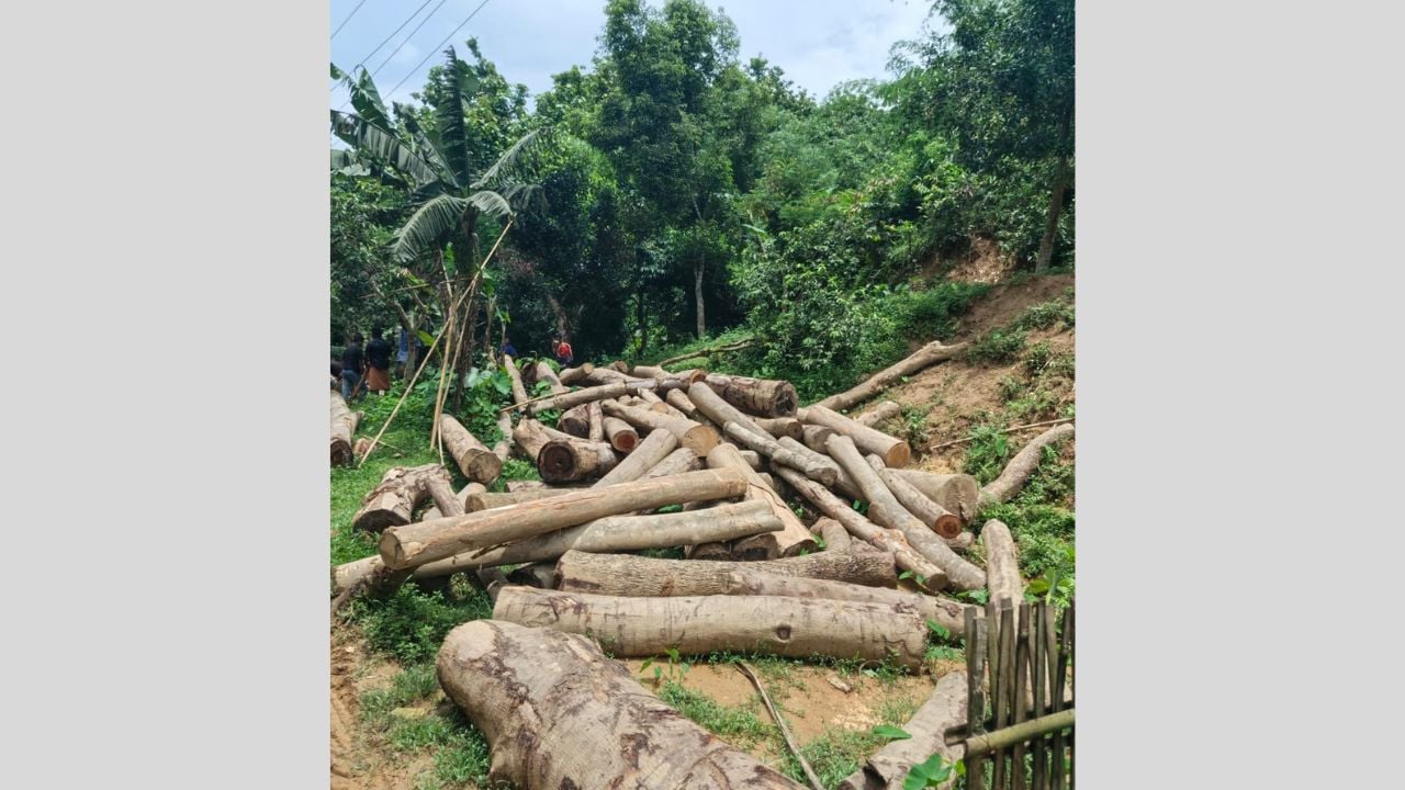 বড়লেখার সাবাজপুর চা-বাগানের গাছ কেটে বিক্রির অভিযোগ