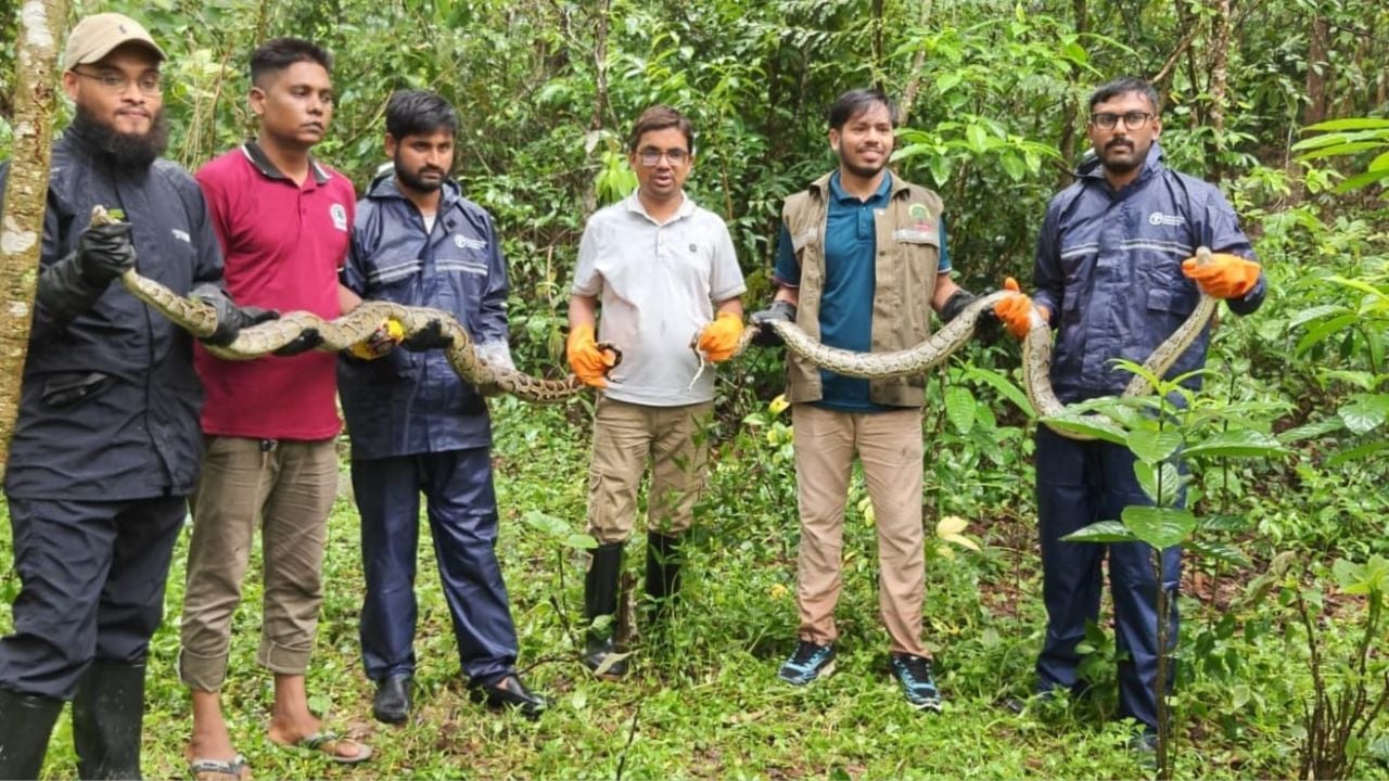 ১৬ ঘণ্টার ব্যবধানে উদ্ধার হলো দুই বার্মিজ অজগর