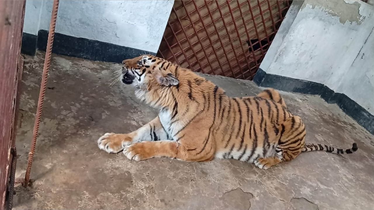 ছয় মাস চিকিৎসার পর ফিরছে আহত বাঘিনী