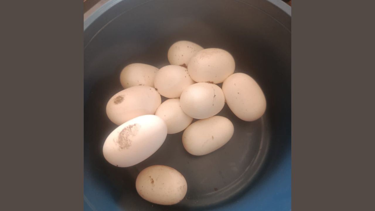 পটিয়ায় পদ্ম গোখরো সাপের ১২টি ডিম উদ্ধার