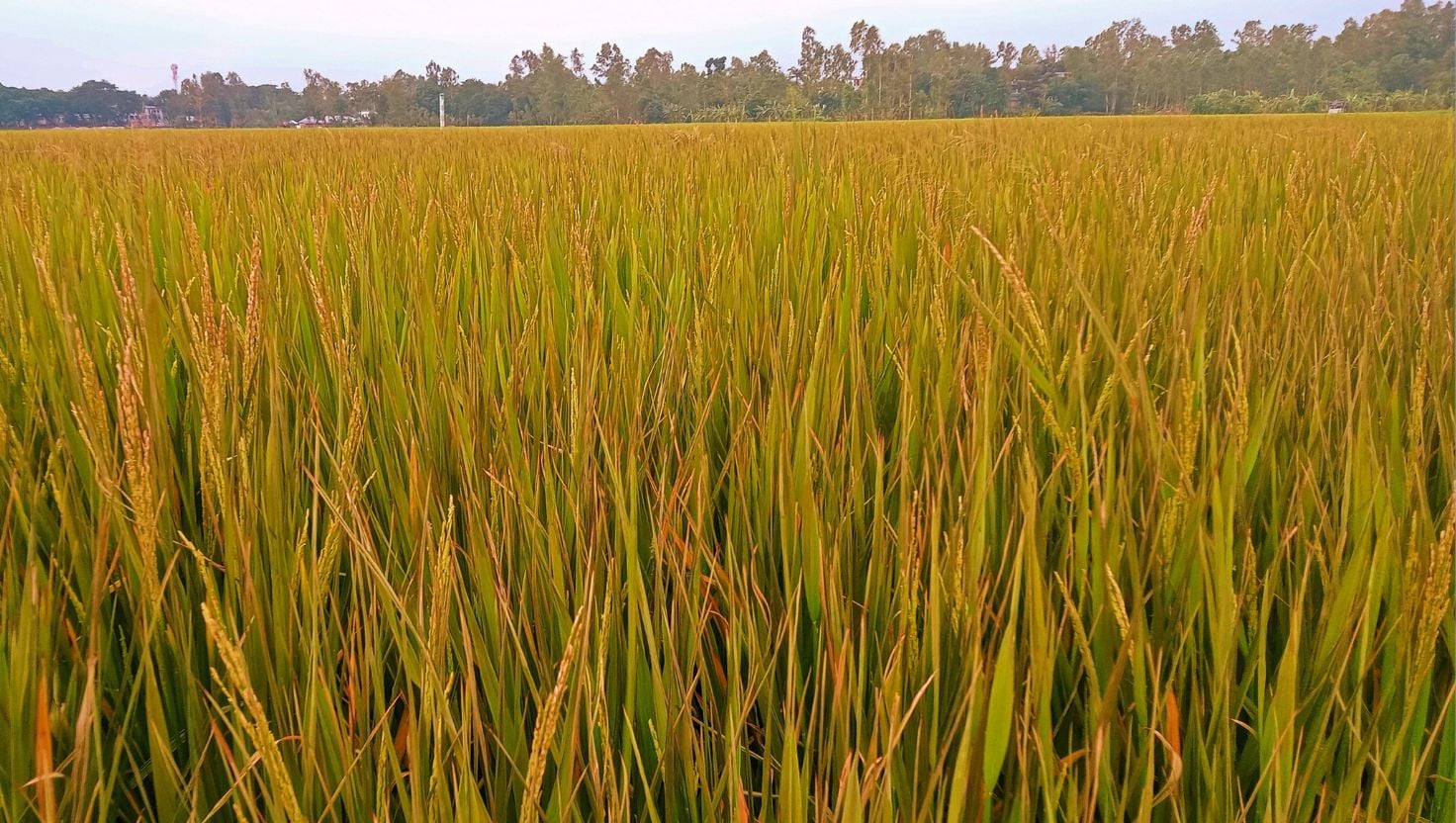 ইটভাটার বিষাক্ত ধোঁয়ায় ৮০ বিঘা ধান নষ্ট, ক্ষতিপূরণের দাবিতে বিক্ষোভ