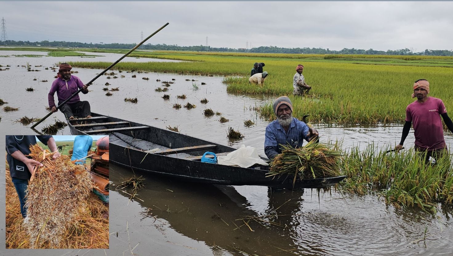 হাওরে ডুবছে ফসল, খলায় পচে যাচ্ছে ধান