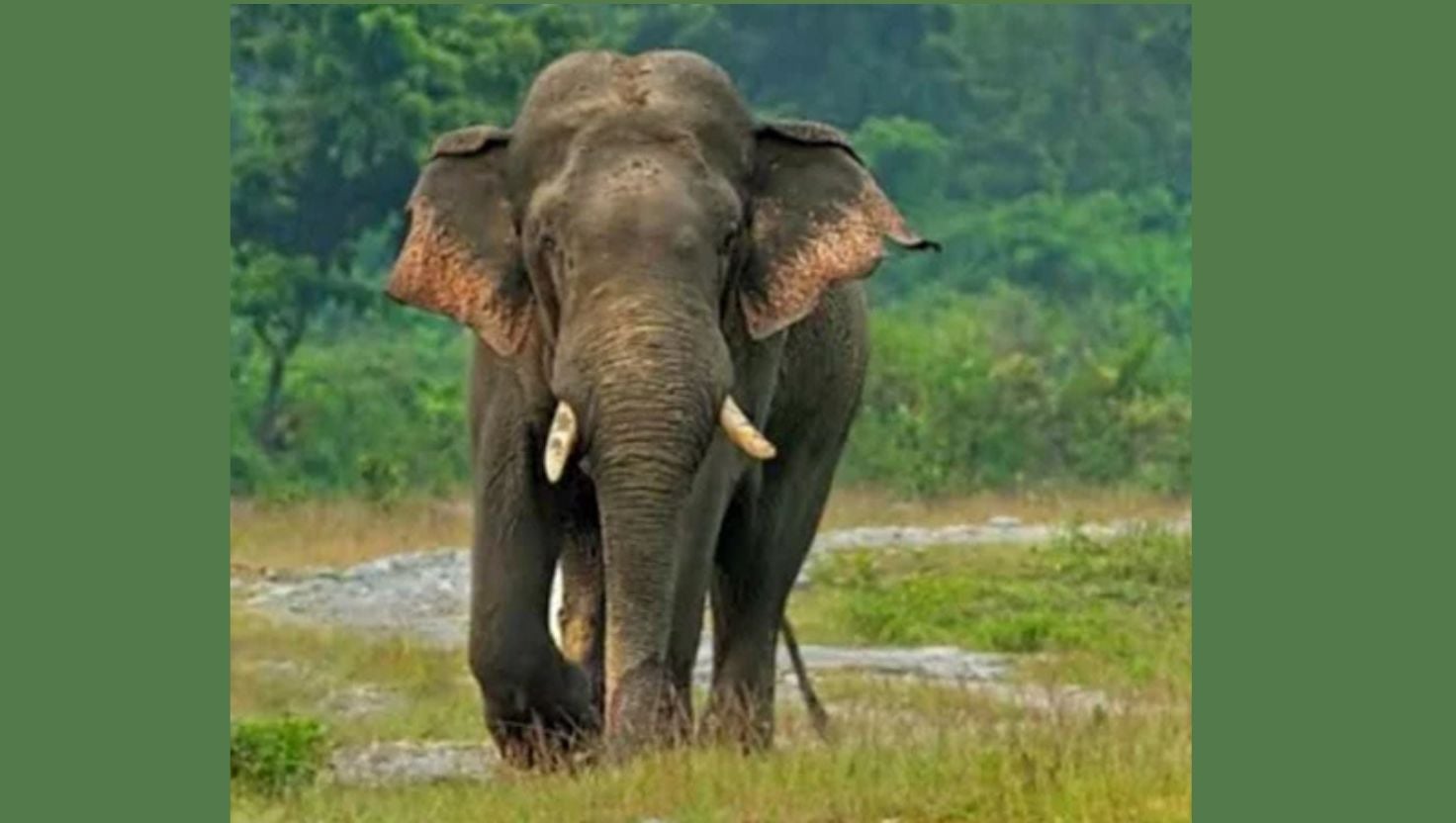 রামুতে বন্য হাতির আক্রমণে মা-মেয়ে নিহত