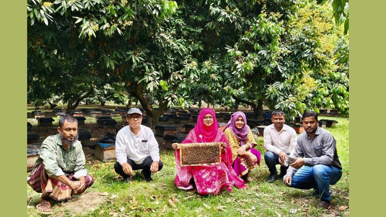 চিরিরবন্দরে লিচু বাগানে মধু বিপ্লব