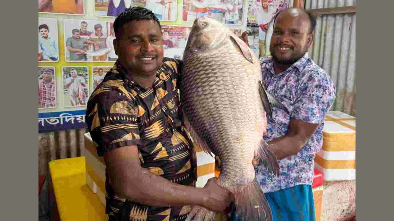 পদ্মার এক কাতল অর্ধলাখ টাকায় বিক্রি