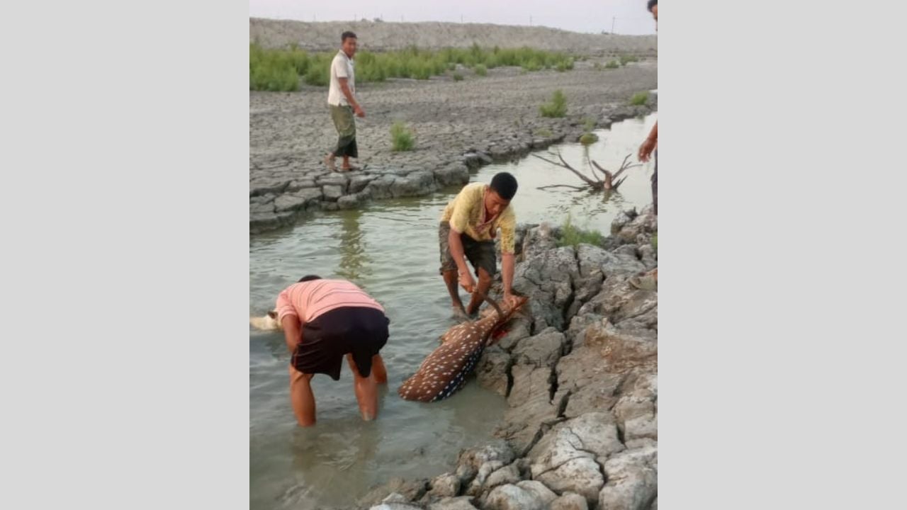 মিরসরাই অর্থনৈতিক অঞ্চলের পাশে প্রকাশ্যে হরিণ জবাই