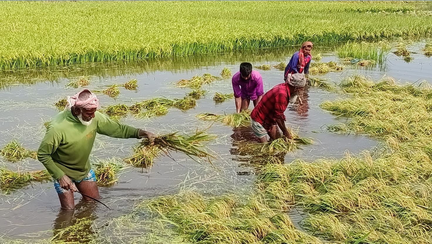 মাদারগঞ্জে মাঠেই নষ্ট হচ্ছে সোনালি ধান, দুশ্চিন্তায় কৃষক