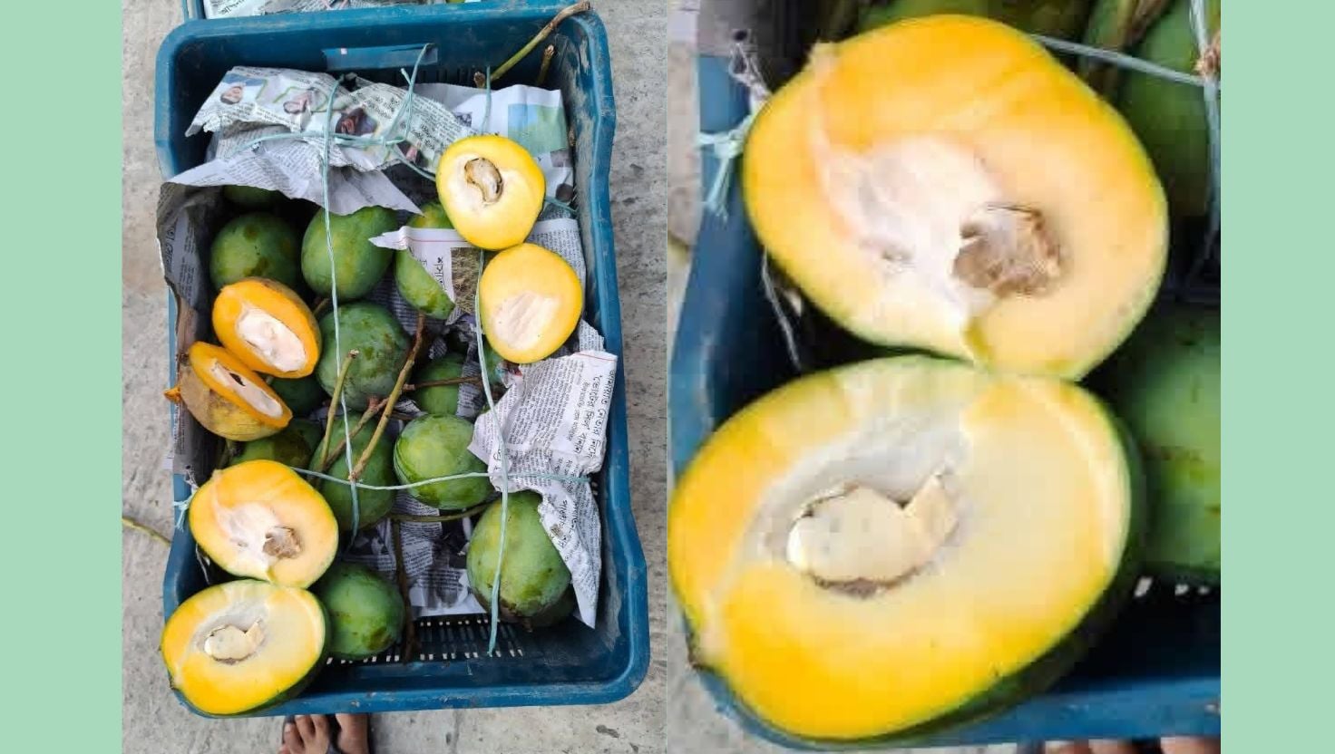 সাতক্ষীরার অপরিপক্ব গোবিন্দভোগ যাচ্ছে দেশের বিভিন্ন শহরে