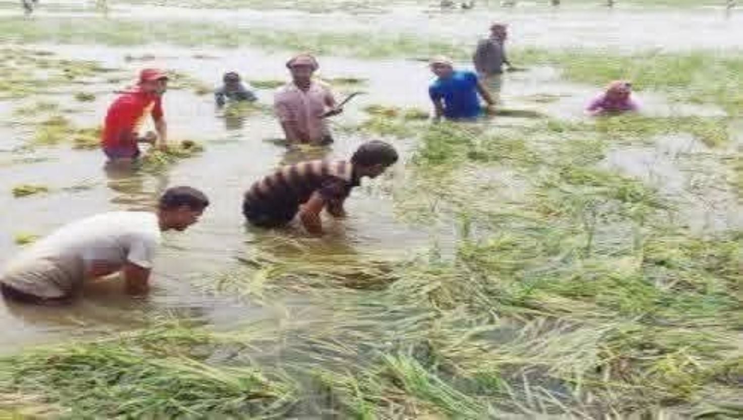 মোহনগঞ্জের ডিঙ্গাপোতা হাওরের ধান তলিয়ে যাচ্ছে পানিতে