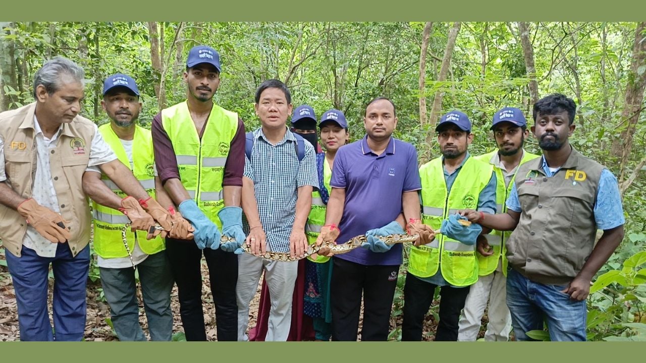 কাপ্তাইয়ে বিরল প্রজাতির সাপ রেটিকুলেটেড পাইথন উদ্ধার