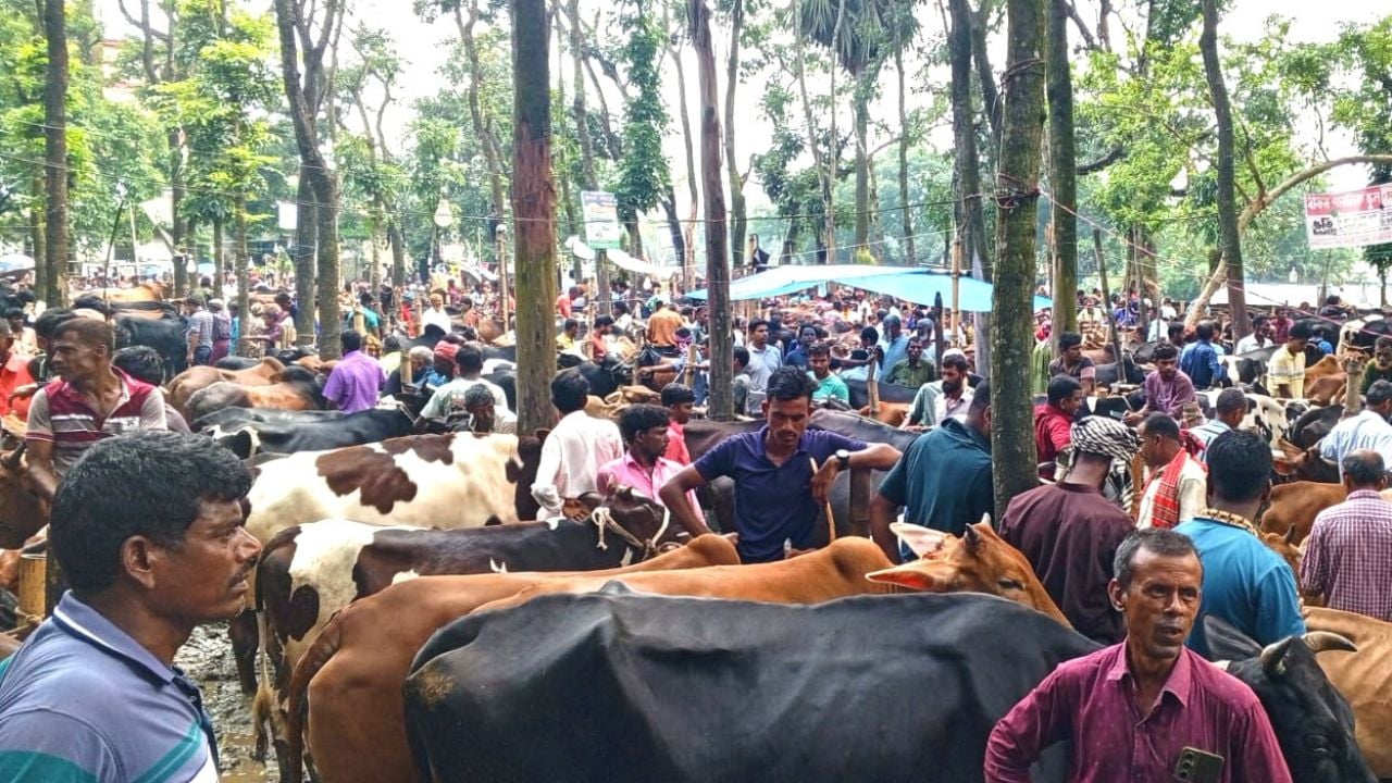 রৌমারীতে পশুর হাটে থামছেই না অতিরিক্ত টোল আদায়