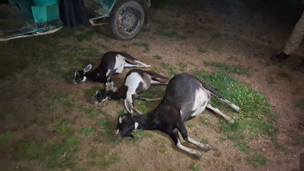 তিন ছাগল পিটিয়ে হত্যা, মৃত ছাগল নিয়ে থানায় মালিক