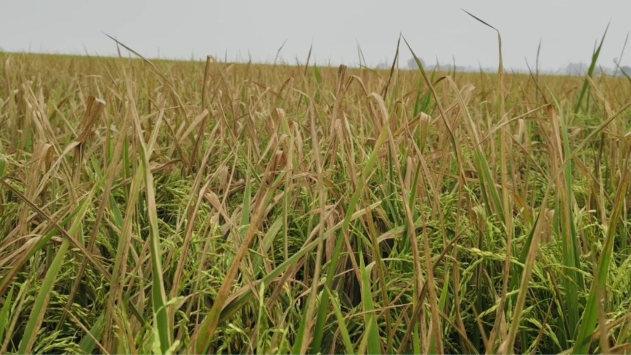 গোমস্তাপুরে ধানক্ষেতে ব্যাকটেরিয়ার আক্রমণ, দুশ্চিন্তায় কৃষক
