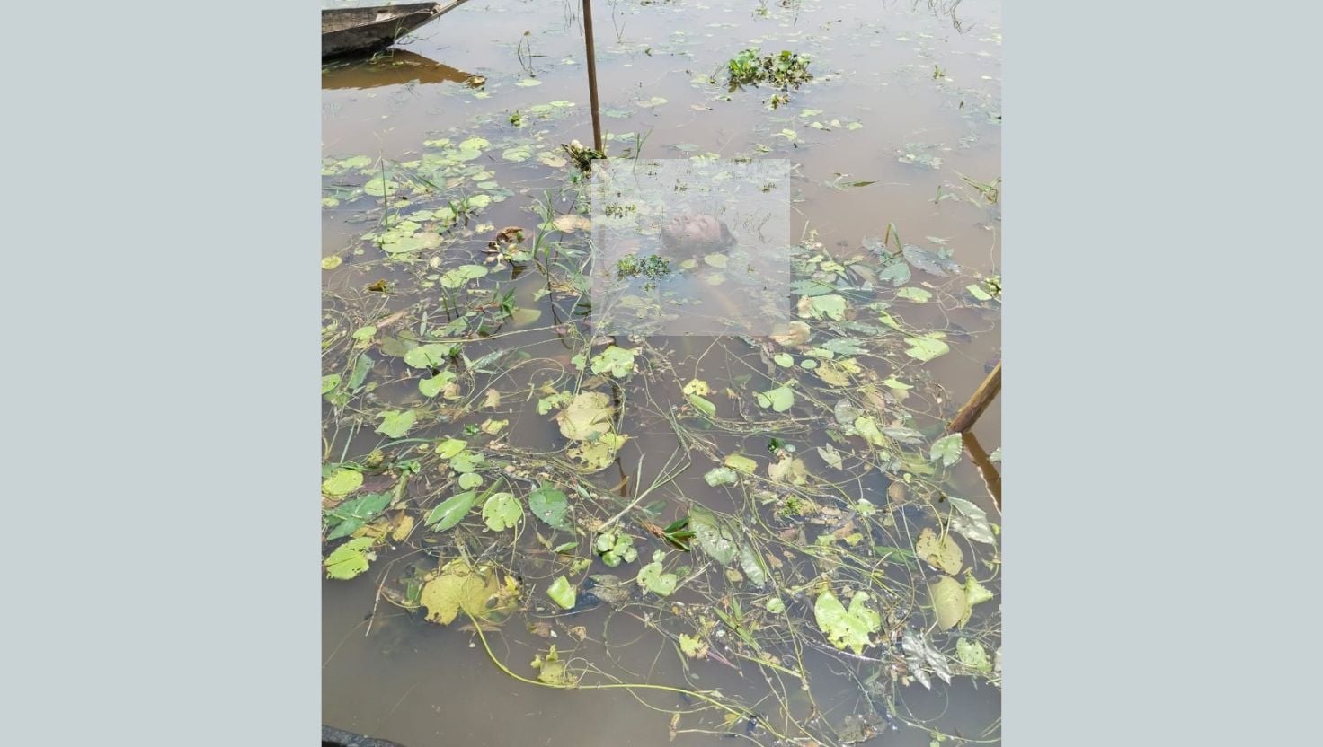 ছাতকের হাওর থেকে এক ব্যক্তির লাশ উদ্ধার