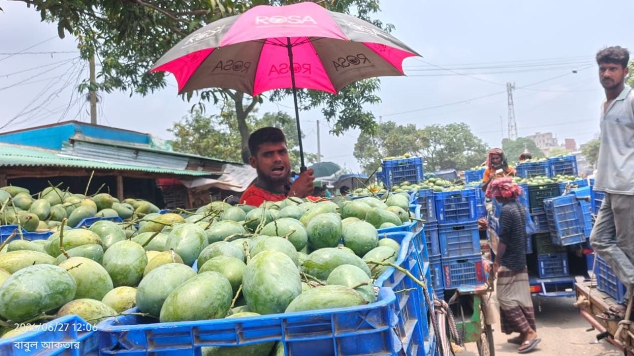 সাপাহারে আমের দাম কম, চাষিদের মুখে হাসি নেই