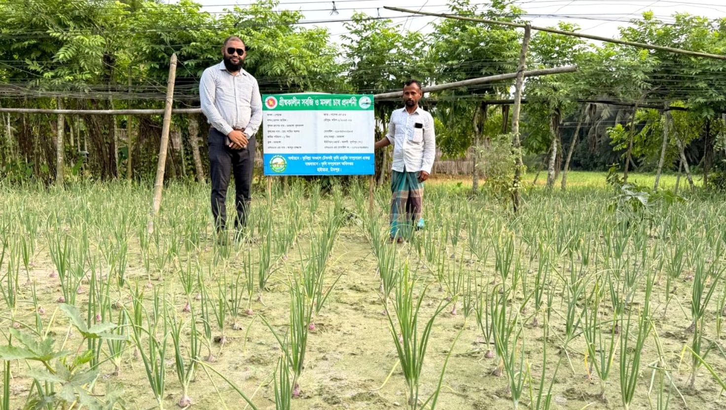 হাইমচরে প্রথমবারের মতো গ্রীষ্মকালীন পেঁয়াজের আবাদ