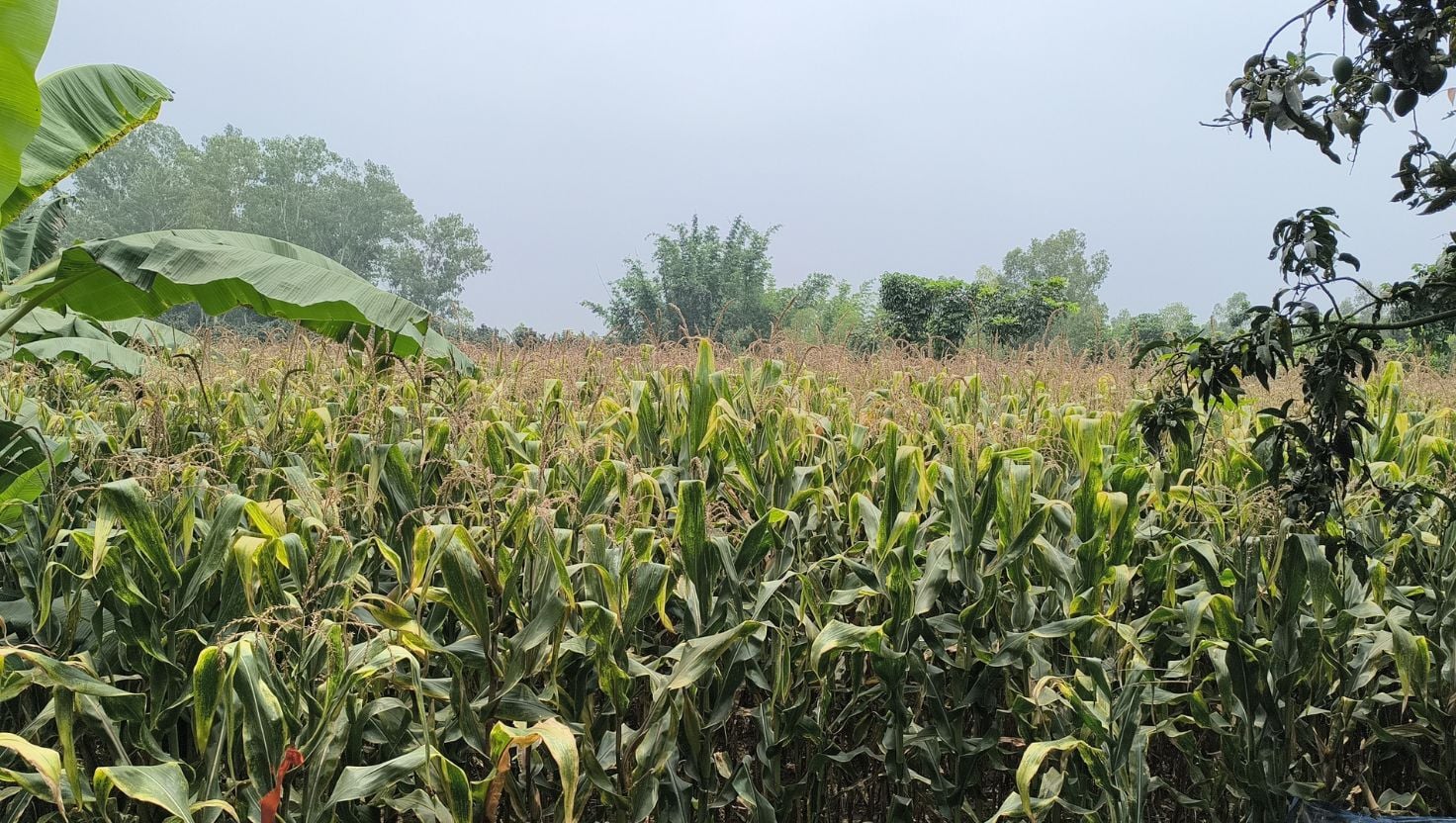 রাণীশংকৈলে ইটভাটার বিষাক্ত গ্যাসে কৃষকের ব্যাপক ক্ষতি