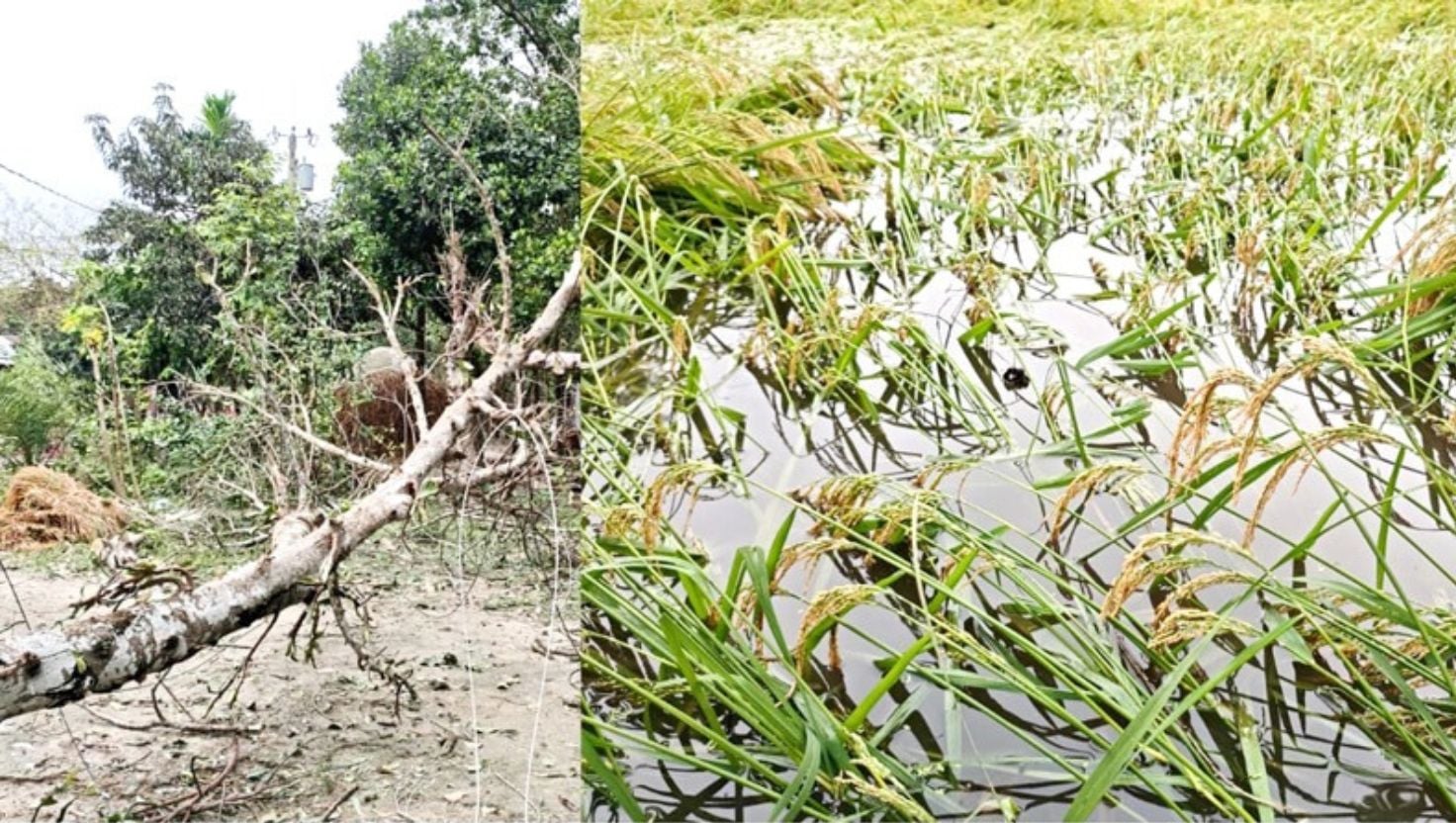 ধনবাড়ীতে ঝড়ে ব্যাপক ক্ষতি, ঝুঁকিতে কৃষি