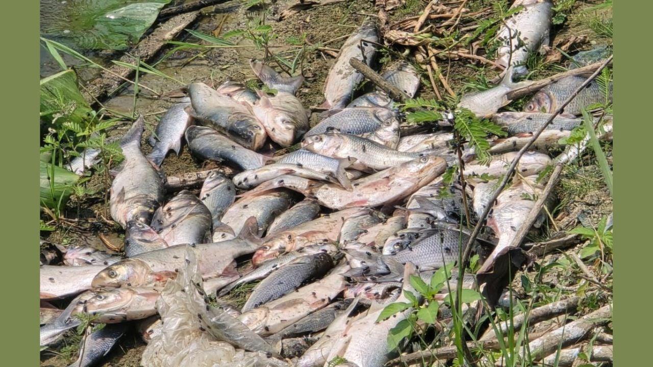 রামগঞ্জে ঘেরে বিষ দিয়ে ৭ লাখ টাকার মাছ নিধন‎