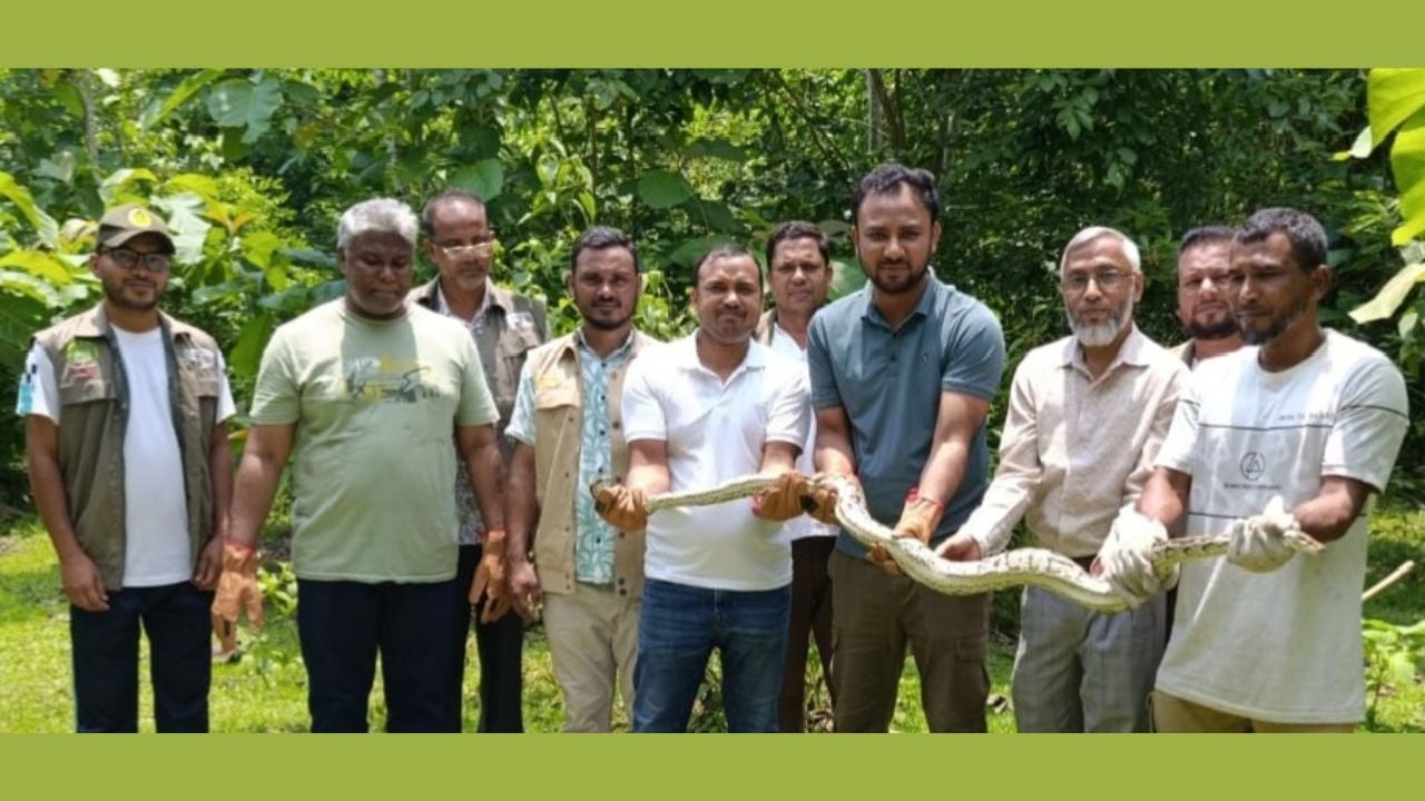 উদ্ধার করা অজগর কাপ্তাই ন্যাশনাল পার্কে অবমুক্ত