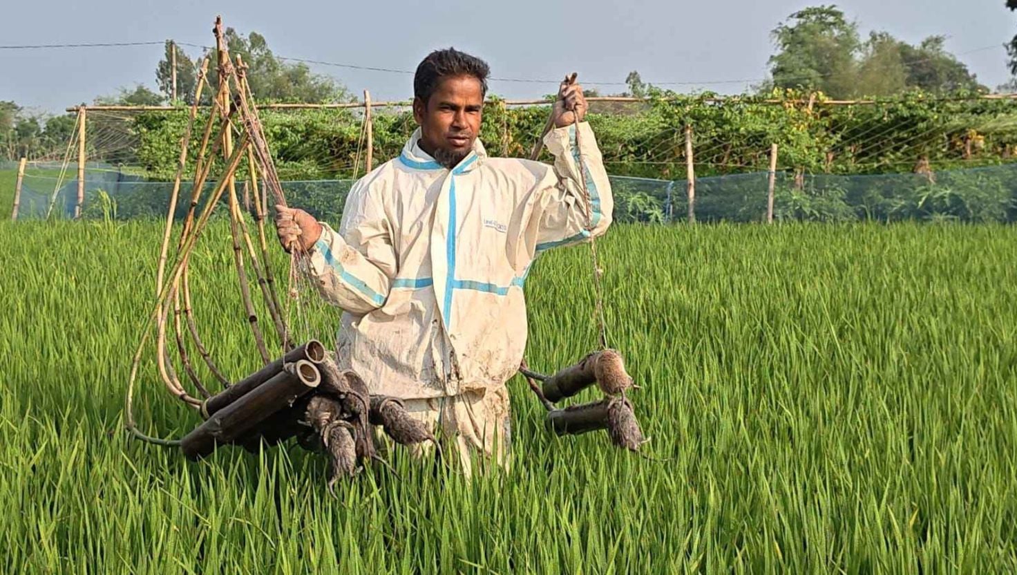অভিনব কায়দায় ইঁদুর দমন, রক্ষা পাচ্ছে কৃষকের ফসল