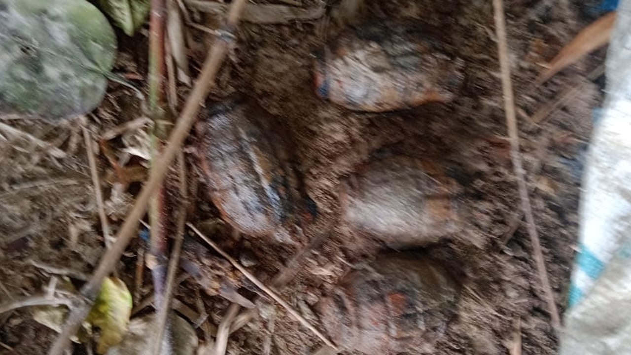 বগুড়ায় ৬ গ্রেনেড উদ্ধার