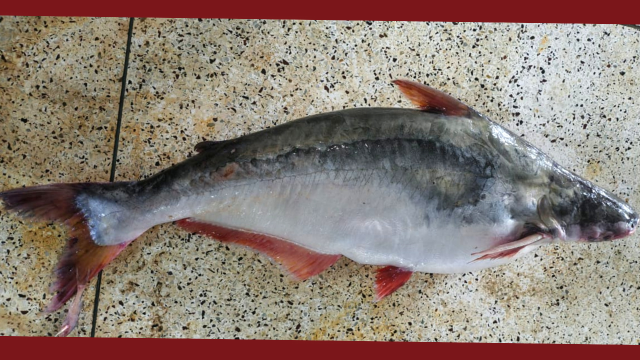 কুয়াকাটায় এক পাঙ্গাস বিক্রি ১৮ হাজার টাকায়
