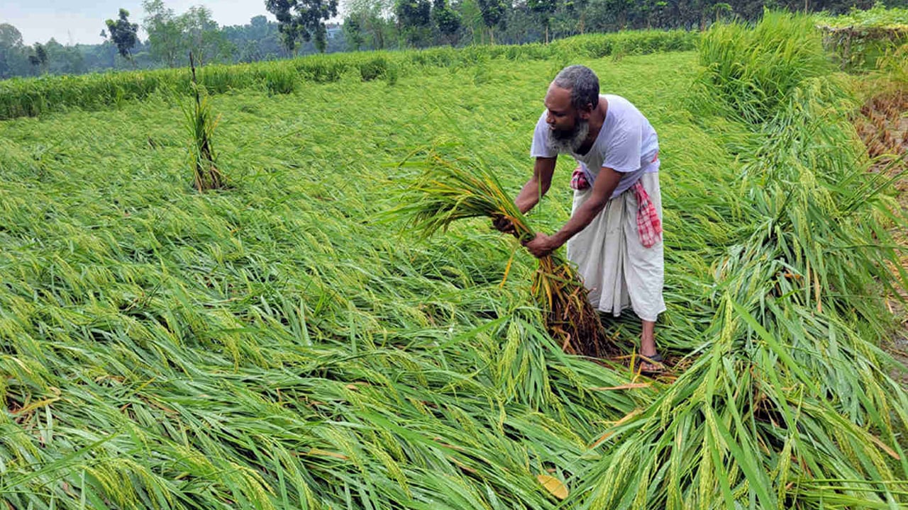 নতুন জাতের ধান চাষ: কৃষি অফিসারের কথায় কৃষকের সর্বনাশ