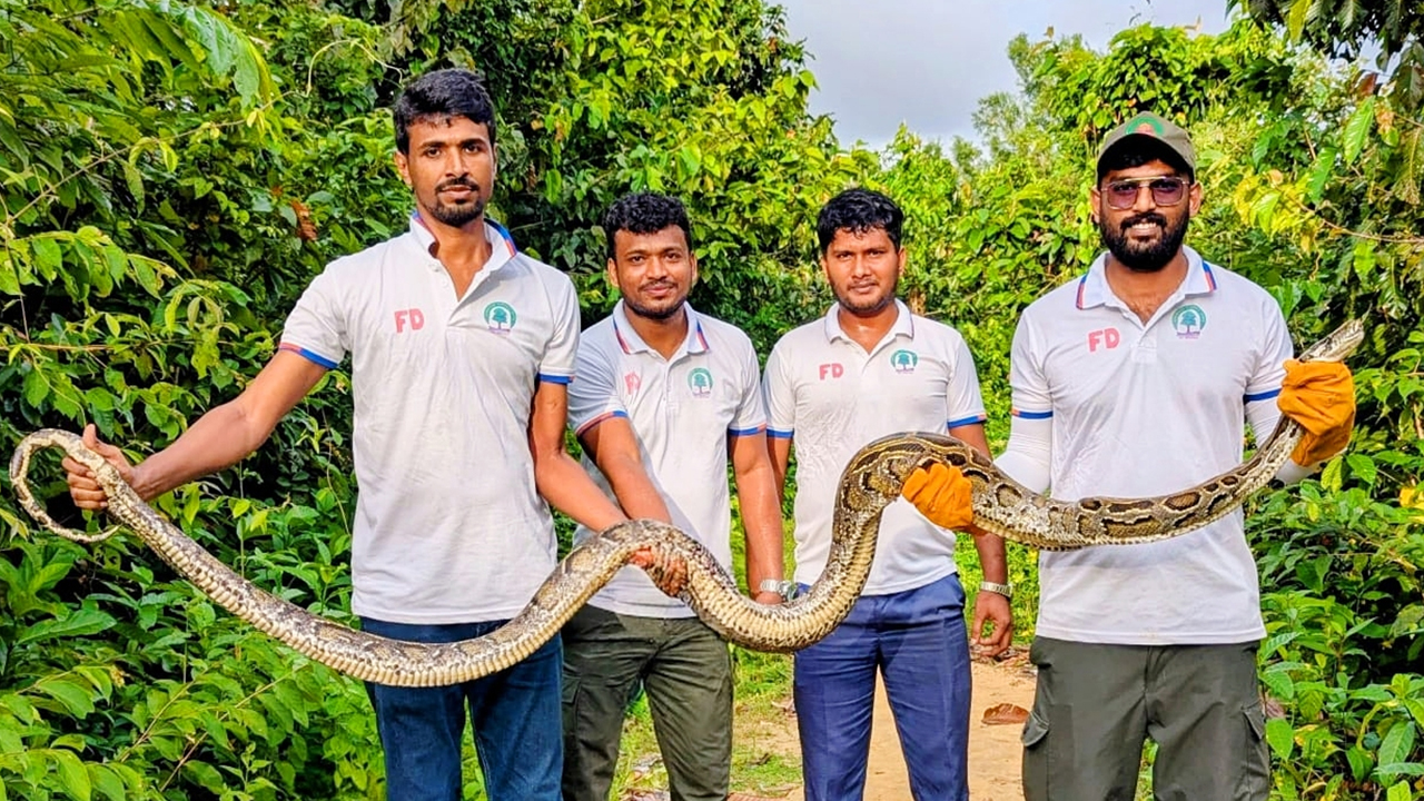 এবার ১০ ফুট লম্বা বার্মিজ অজগর উদ্ধার