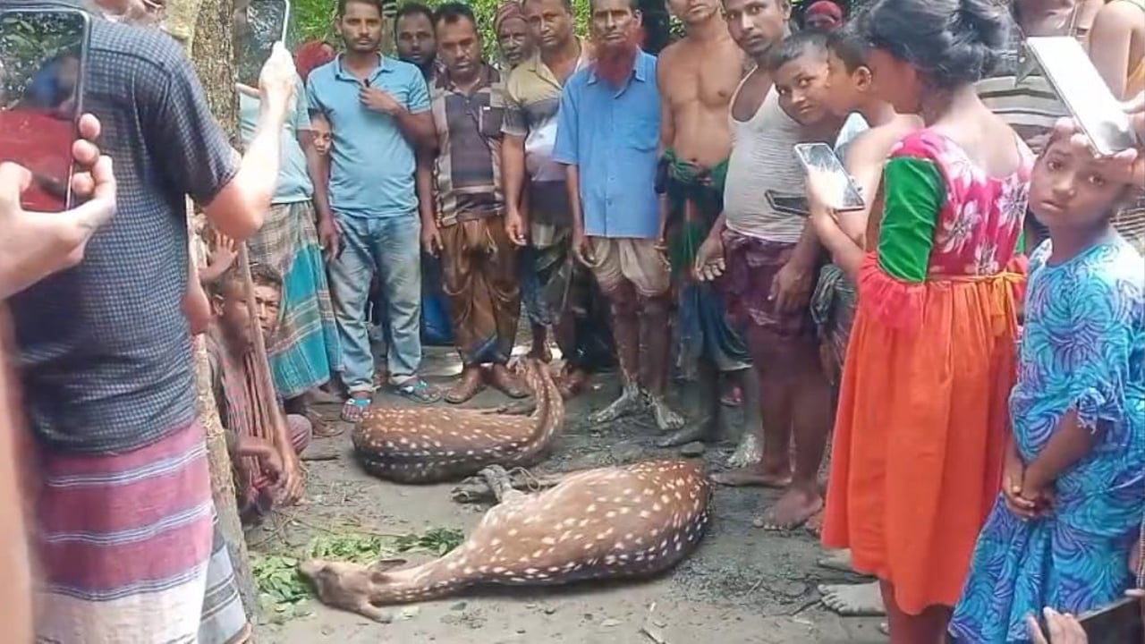 বাঘের ভয়ে নদী সাঁতরে লোকালয়ে হরিণ, অবমুক্ত সুন্দরবনে