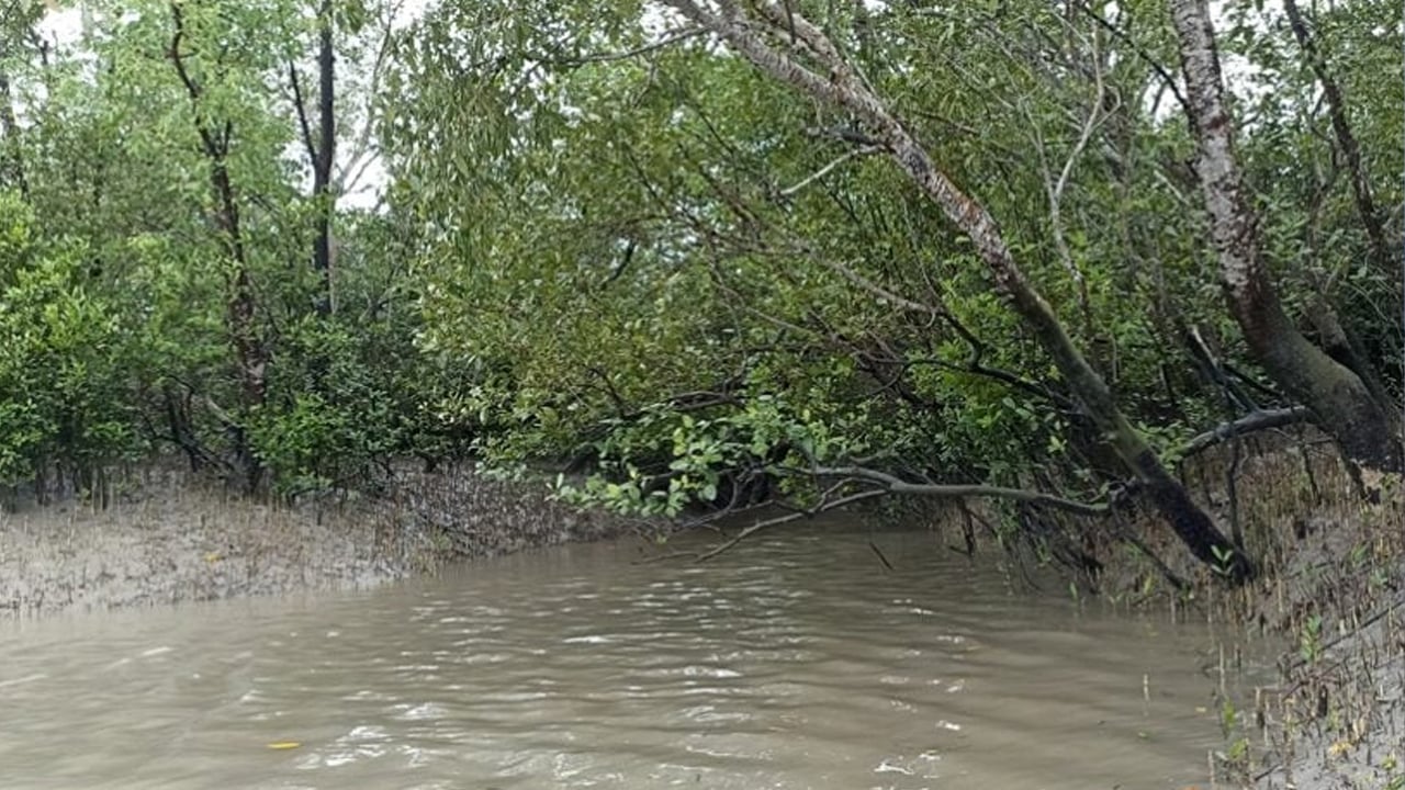 সুন্দরবনে মুক্তিপণ দিয়ে প্রাণে বাঁচলেন সাত জেলে