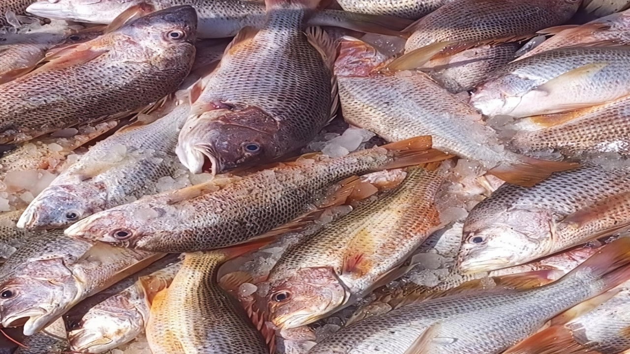 সেন্টমার্টিনে জালে ধরা পড়লো ৬৮৭ লাল কোরাল