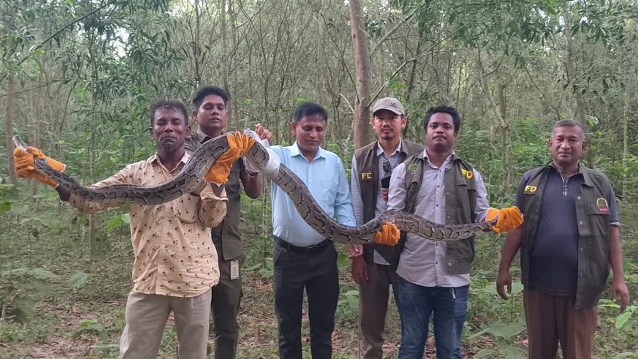 ধানক্ষেত থেকে উদ্ধার ১৫ ফুট লম্বা অজগর