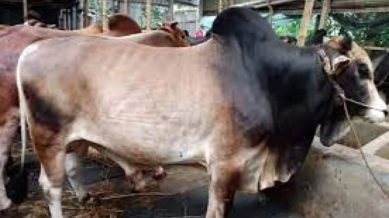 এক রাতে তিন কৃষকের ৯ গরু চুরি!