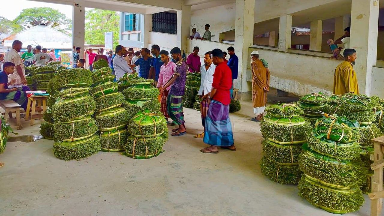 পানের বাম্পার ফলনেও মুখে হাসি নেই চাষিদের