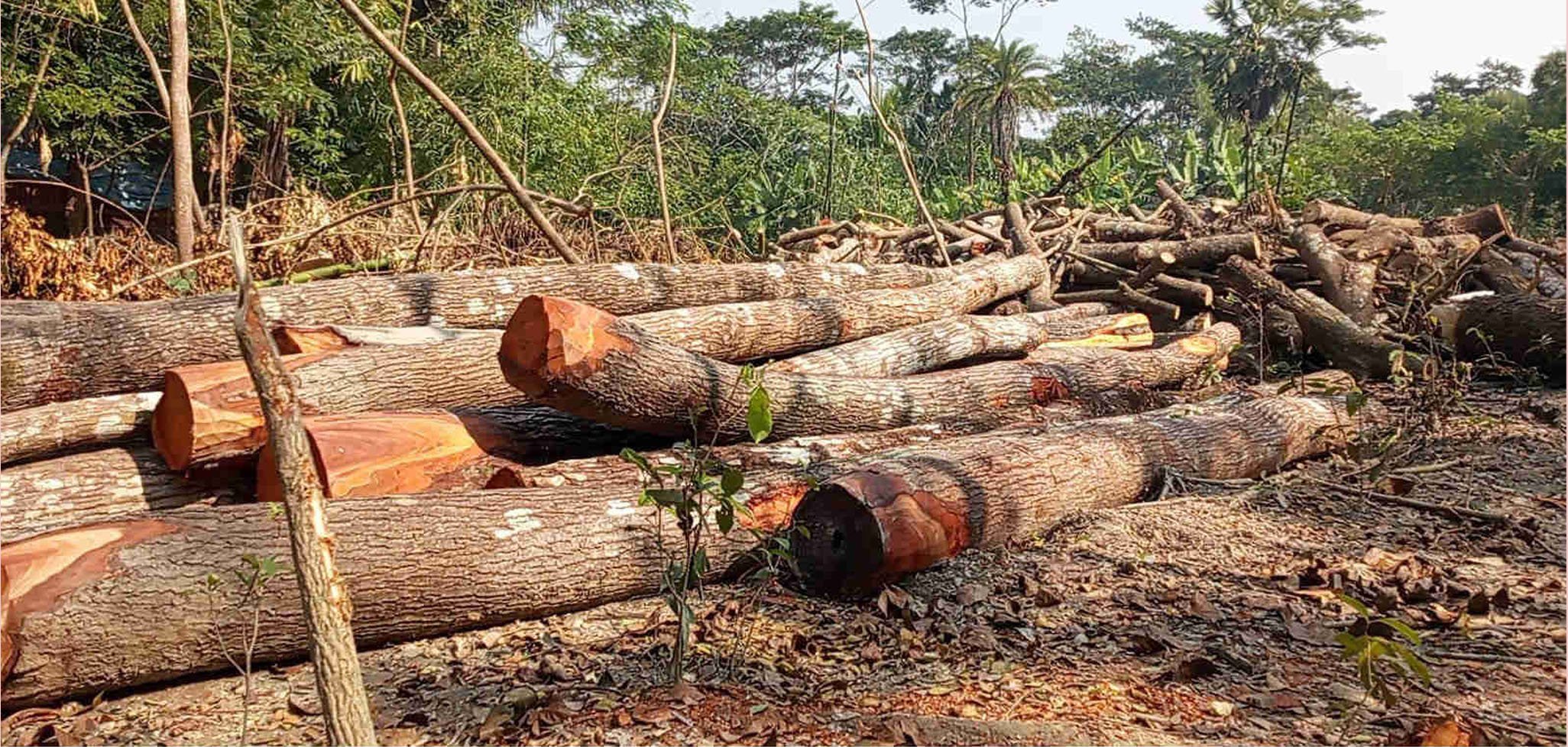 আমতলীতে বন্যা নিয়ন্ত্রণ বাঁধের গাছ কেটে নেয়ার অভিযোগ