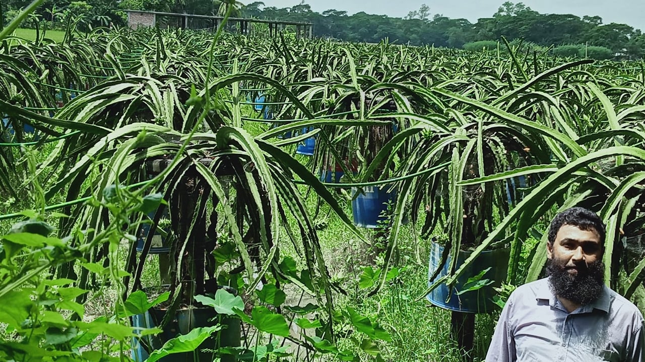 ড্রাগন চাষে সফল আমতলীর ইলিয়াস