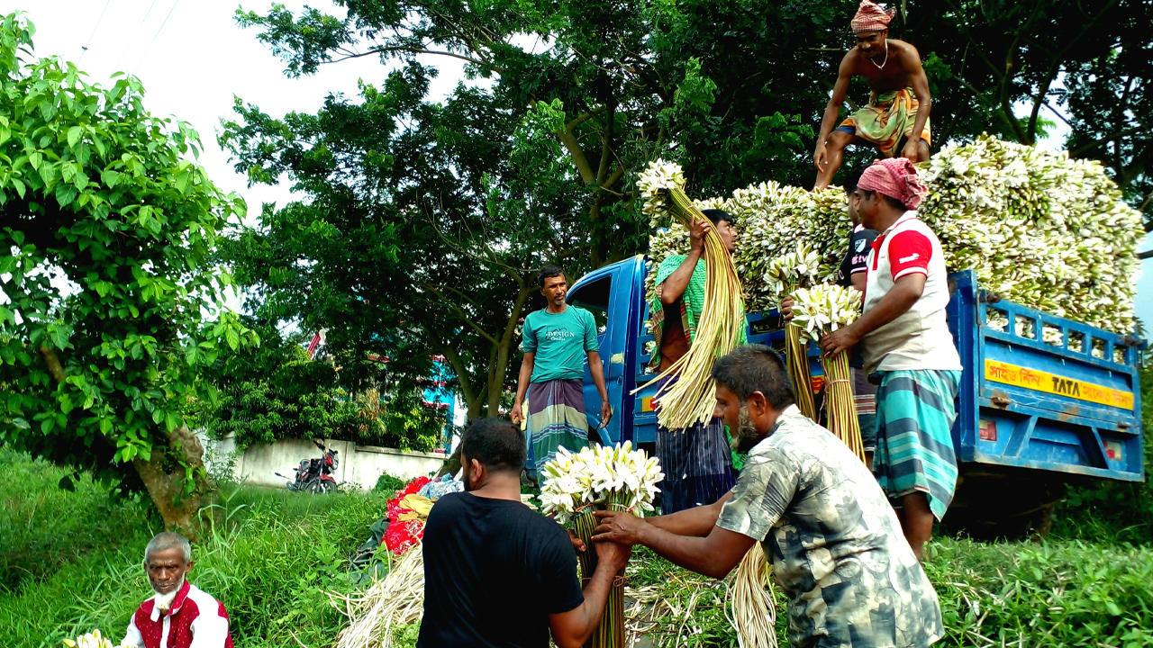 আড়িয়াল বিলে প্রতিদিন কয়েক লাখ টাকার শাপলা বিক্রি