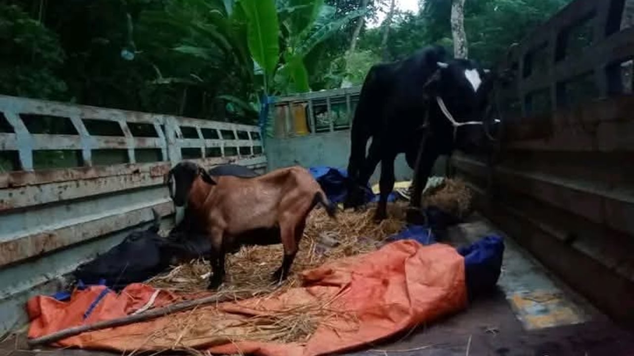 চোরাই গরু-ছাগলভর্তি ট্রাক ফেলে পালিয়েছে চোর চক্র